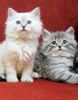 Siberian kittens for sale